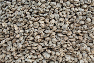 Fossil remains of shell in Thailand.