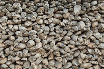 Fossil remains of shell in Thailand.