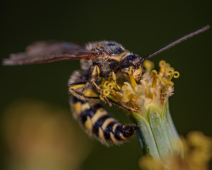Bee collecting pollen 