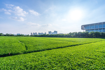 Fototapeta na wymiar green lawn with city skyline