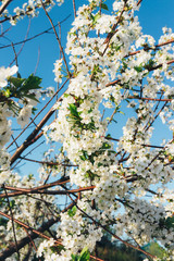 cherry branch with white flowers blooming in early spring in the garden. cherry branch with flowers, early spring