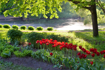 Flowerbed with blossoming tulips.