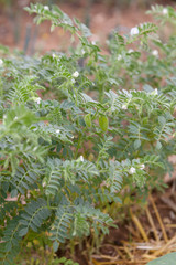 Potager bio -  pois chiche en fleur