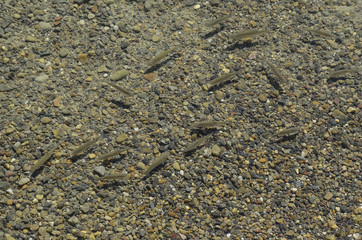 Baby fish swimming by a lake shores