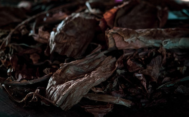 Fototapeta premium Tabacco farm in Cuba