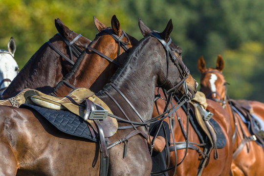 Horses Saddled Grouped Together Polo Game