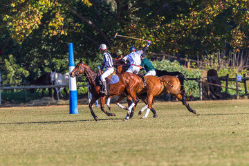 Polo Riders Horses Game Action