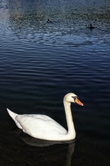 Single white swan with two little ducks in background