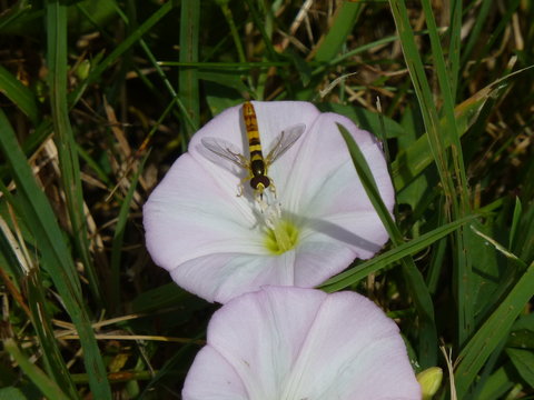 Schwebfliege auf Bl&uuml;te