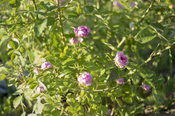 rose glowing in the garden