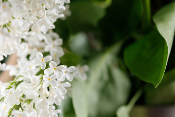 Snow-white lilac flowers. Delicate flowers.