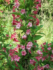 Obraz na płótnie Canvas Pink wagel flowers in garden. bush wagel flowers