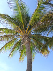 Palm Tree