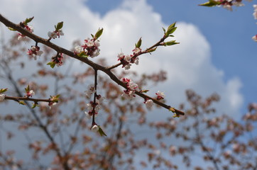 sakura japan garden spring flower cherry blossom