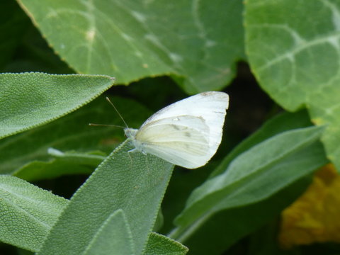 Schmetterling