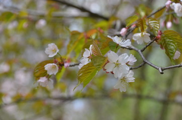 sakura japan garden spring flower cherry blossom