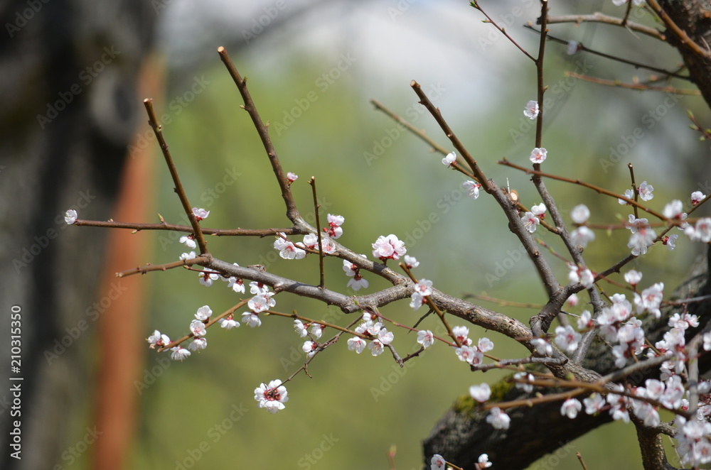 Wall mural sakura japan garden spring flower cherry blossom