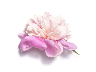 Pink peony flower on white