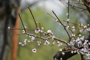 sakura japan garden spring flower cherry blossom