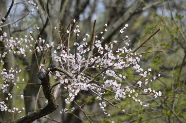 sakura japan garden spring flower cherry blossom