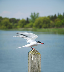 Naklejka premium Tern bird on a pole in the lake