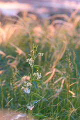  wild flowers at sunset on a green background. 