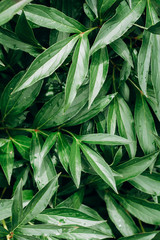 Green leaf pattern on the surface ,Creative layout made of tropical flowers and leaves. Flat lay. pastel concept