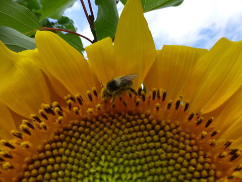 Sonnenblume mit Biene