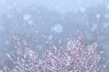 梅に雪