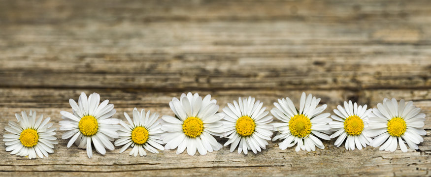 Panoramic image of daisy flowers on rustic wood