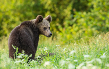 Junger Bär im Morgenlicht
