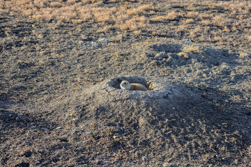Fototapeta na wymiar A prairie dog sticks it's head out of the comfort of its home to check and see if the coast is clear before heading out into the open wild fields where predators usually await them anxiously. 