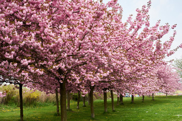 Rosa Baumblüten der japanischen Zierkirsche (Kurilenkirsche) im Frühling bei strahlendem Sonnenschein und blauen Himmel