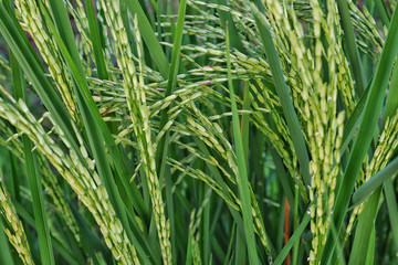 Jasmine rice , Thai rice seeds in ear of paddy