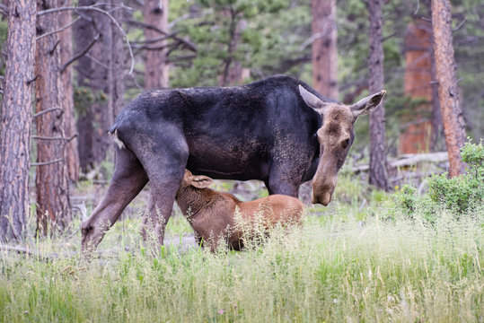 Moose Cow Nursing Her Baby - Shiras Moose of The Colorado Rocky Mountains