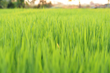 Fields in the Morning light ,Rice growing in the field.