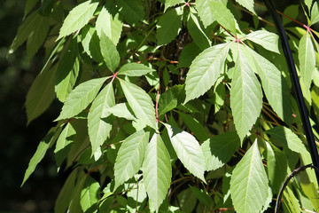 Green foliage of Parthenocissus quinquefolia or Virginia creeper