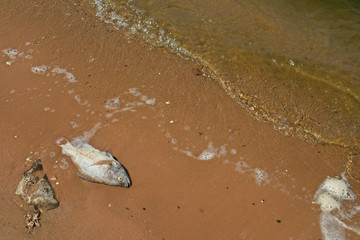 Water pollution kill the fish