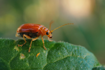 Closeup red cucurbit leaf beetle or red pumpkin beetle on leaf.