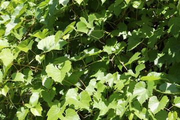 Fototapeta na wymiar Green foliage of Vitis vulpina or Wild fox grape
