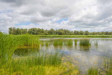 Reed and wild flowers along the shore of a lake in summer