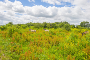 Fototapeta premium Feral horses in a field with wild flowers in summer