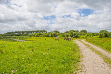 Feral horses in a field along a lake in summer