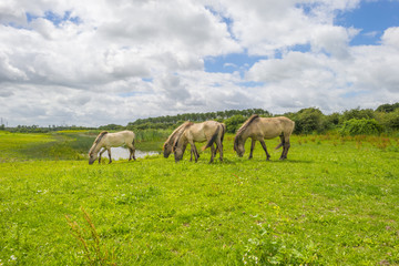 Naklejka na ściany i meble Feral horses in a field along a lake in summer