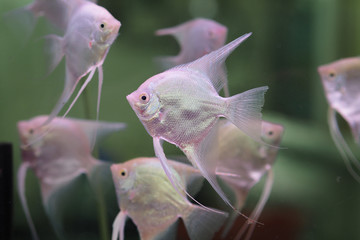 Angelfish ( Silver Angelfish, Freshwater Angelfish, Common Angelfish) in fish tank