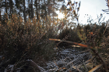 Lüneburger Heide Winter