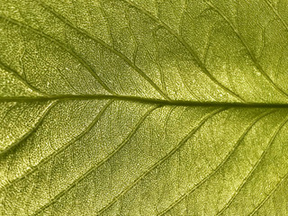 Beautiful green fresh natural background.