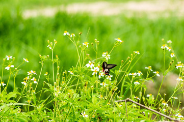 butterfly with flowers
