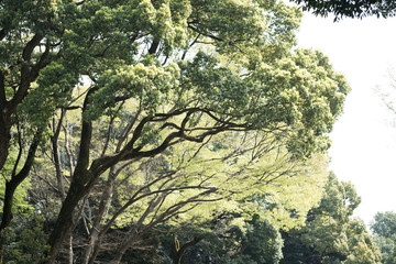Trees in japan
