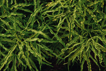 Vintage long small green leaves background texture .Tropical leaves texture, dark tone.
